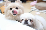 【静岡県】愛犬とどこでも一緒　星空の客室露天風呂の宿　仔犬のワルツ