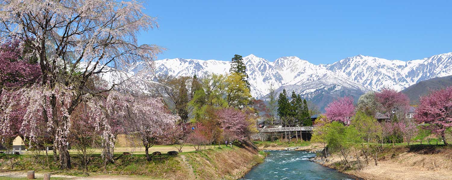 長野県 白馬村で色鮮やかな春旅を 楽天トラベル