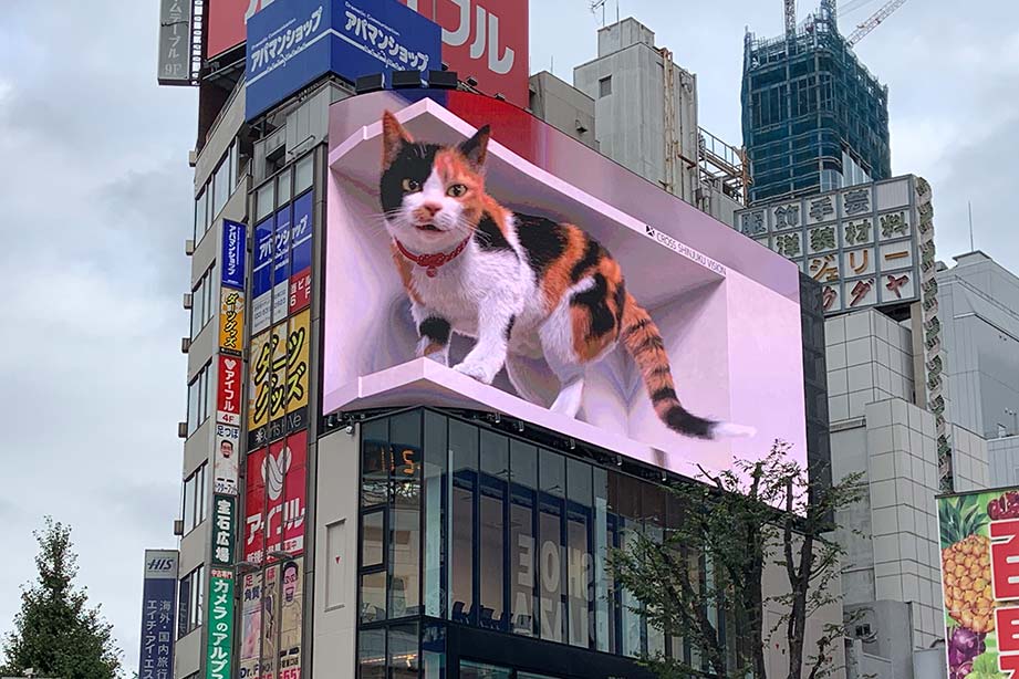 新宿東口の猫