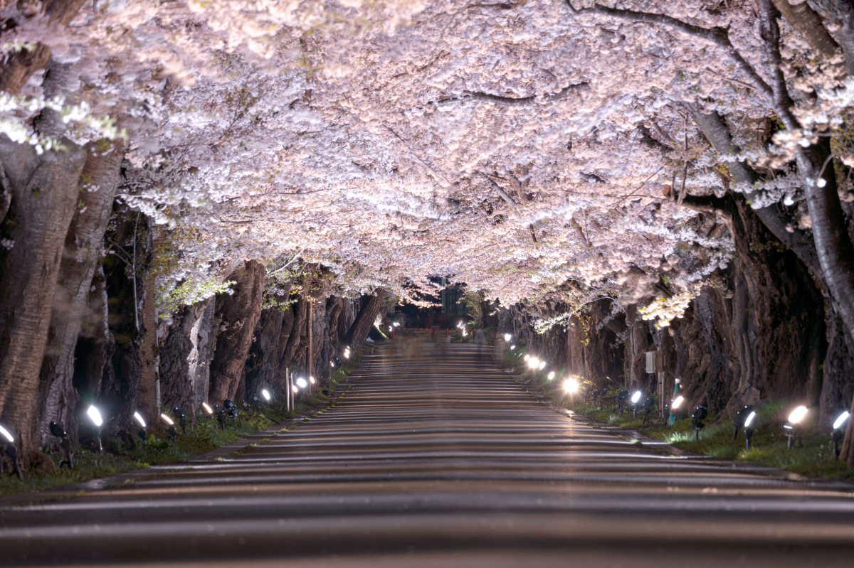 松前藩戸切地陣屋跡の桜