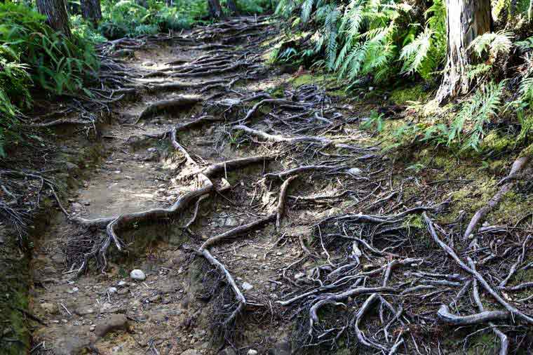 熊野古道の脇道をはう木の根っこ
