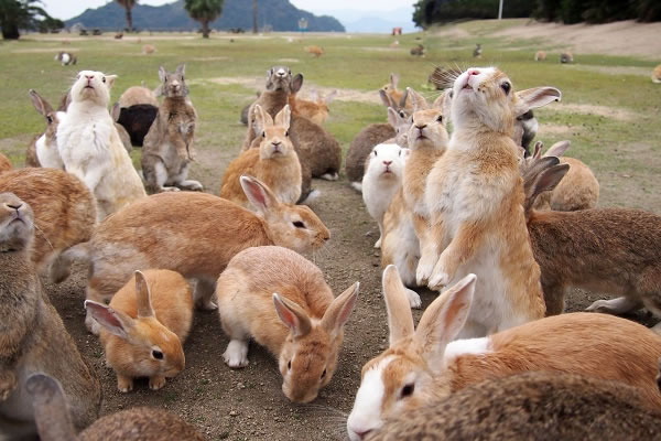 大久野島-ウサギの楽園