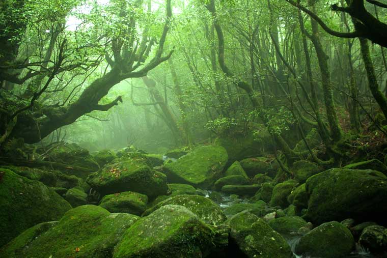 苔寺や渓流の大自然など 全国の美しい苔スポット21選 楽天トラベル