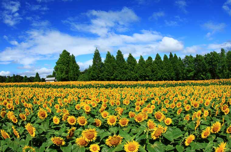 21 全国ひまわり畑の名所 一面が黄色に染まる夏の絶景 楽天トラベル