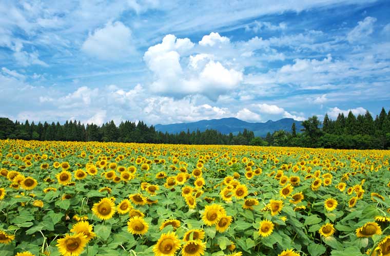 全国ひまわり畑の名所 一面が黄色に染まる夏の絶景 楽天トラベル