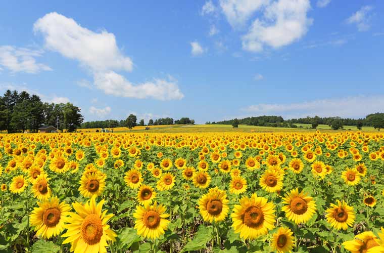 21 全国ひまわり畑の名所 一面が黄色に染まる夏の絶景 楽天トラベル