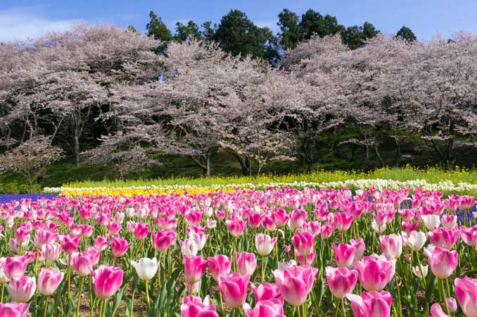 全国 絶景のチューリップ畑を満喫 花観賞の名所37選 楽天トラベル