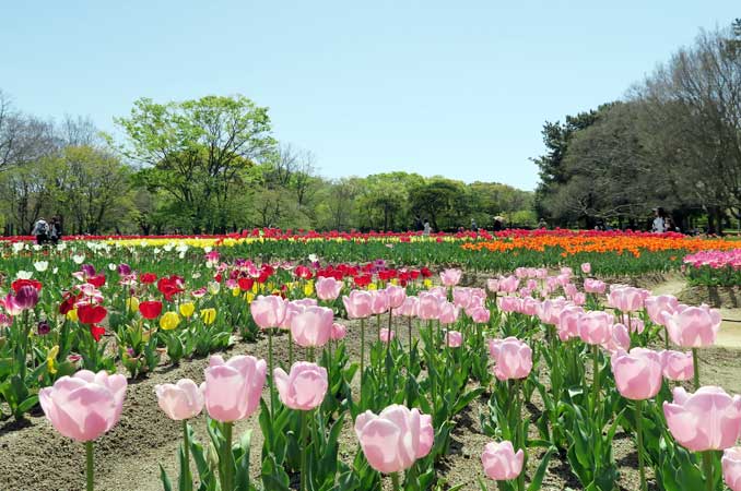 全国 絶景のチューリップ畑を満喫 花観賞の名所37選 楽天トラベル