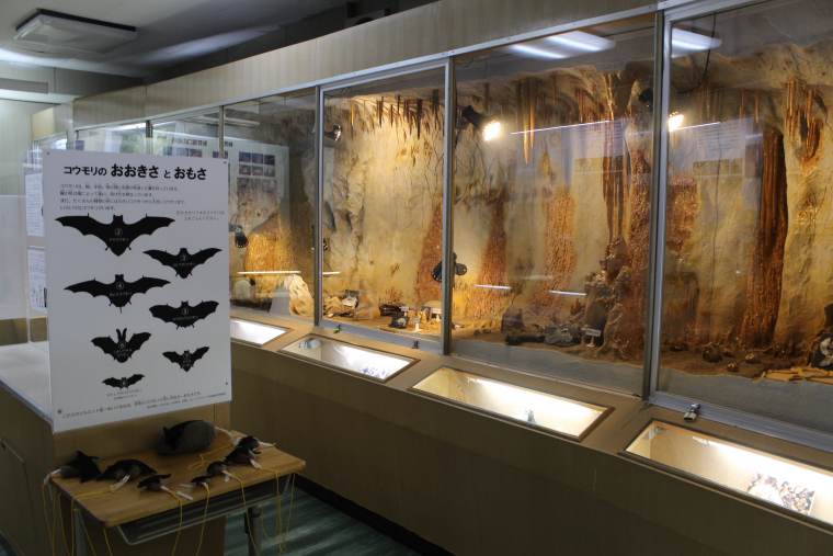 秋吉台科学博物館の展示