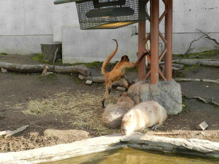北海道　旭山動物園　共生展示　クモザルとカピバラ