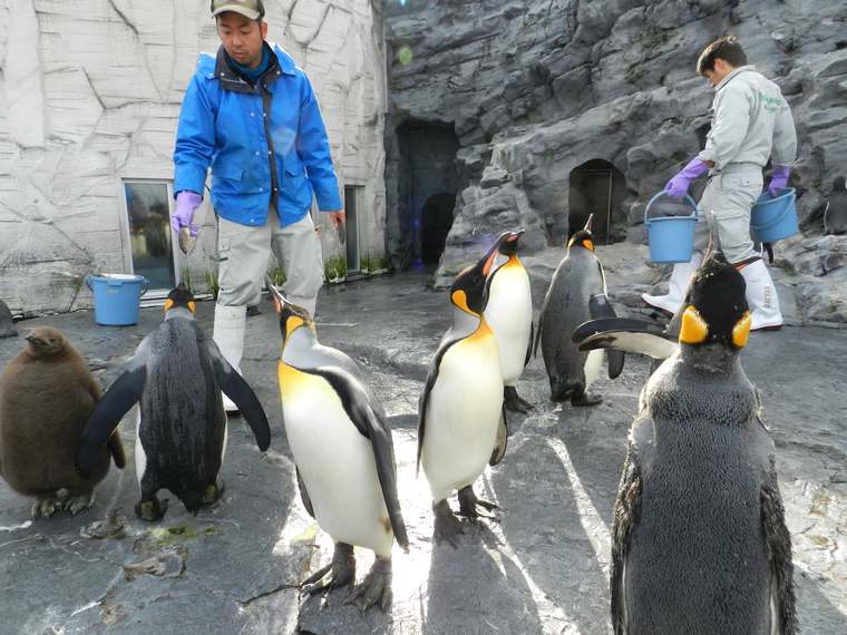 北海道　旭山動物園　ペンギンのもぐもぐタイム