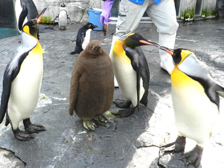 北海道 旭山動物園　ペンギンのもぐもぐタイム