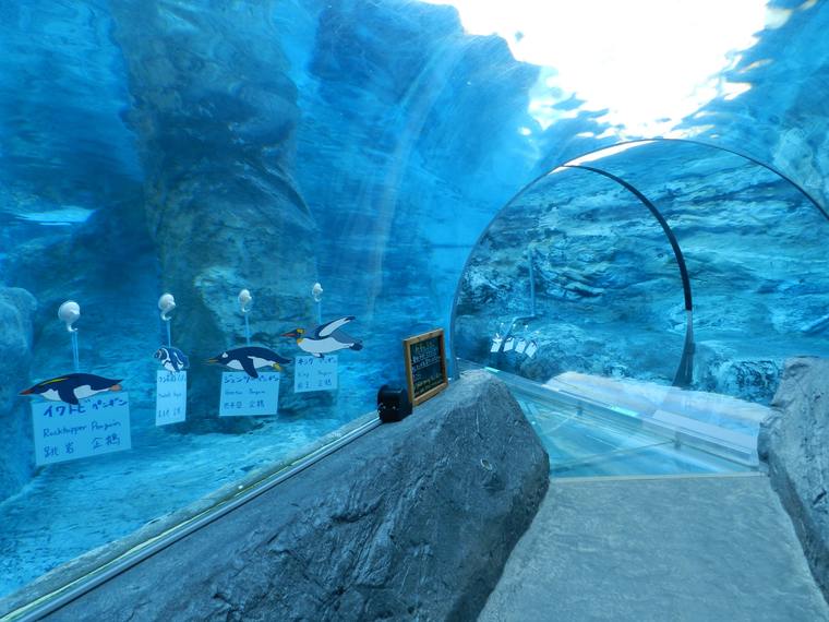 北海道　旭山動物園　行動展示　ペンギン「360度の水中トンネル」