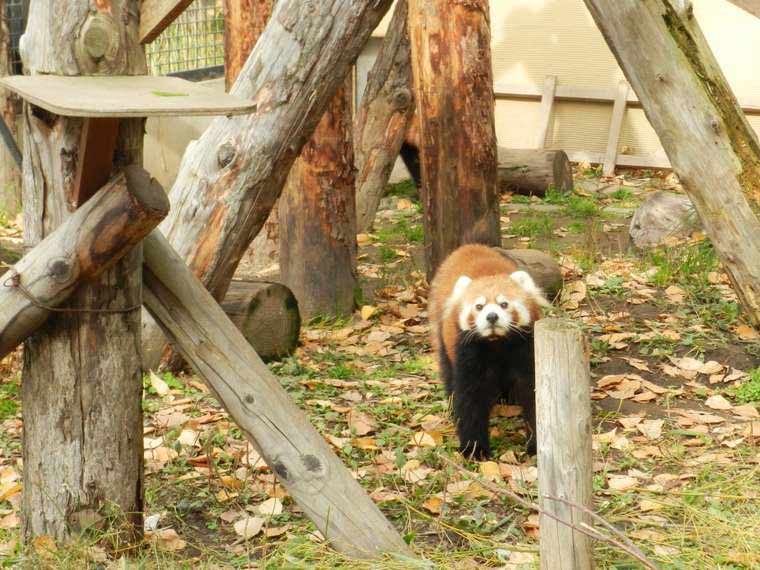 北海道　旭山動物園　行動展示　レッサーパンダ