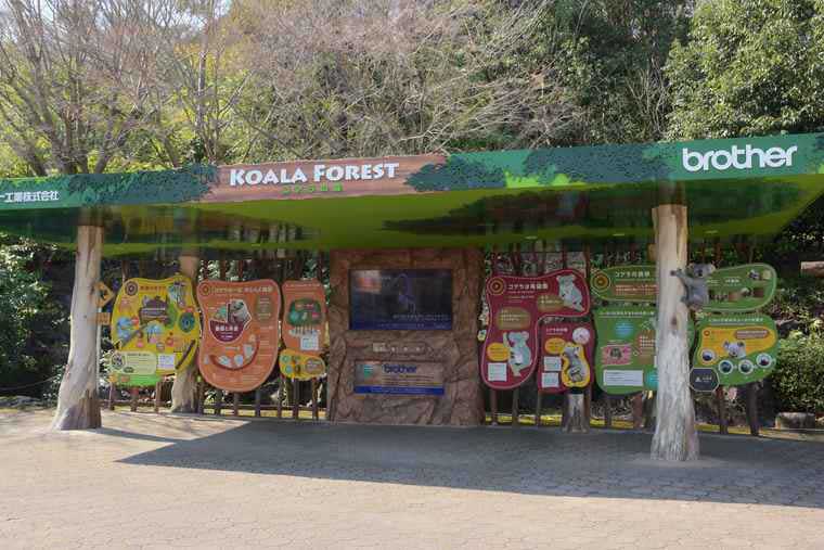 名古屋　東山動植物園　KOARA FOREST コアラの森