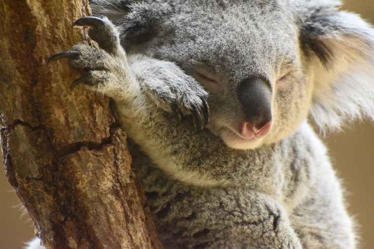 かわいいコアラとイケメンゴリラに癒されたい 名古屋 東山動植物園をご紹介 楽天トラベル