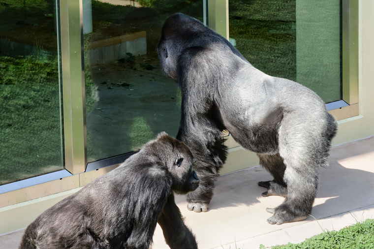 かわいいコアラとイケメンゴリラに癒されたい 名古屋 東山動植物園をご紹介 楽天トラベル