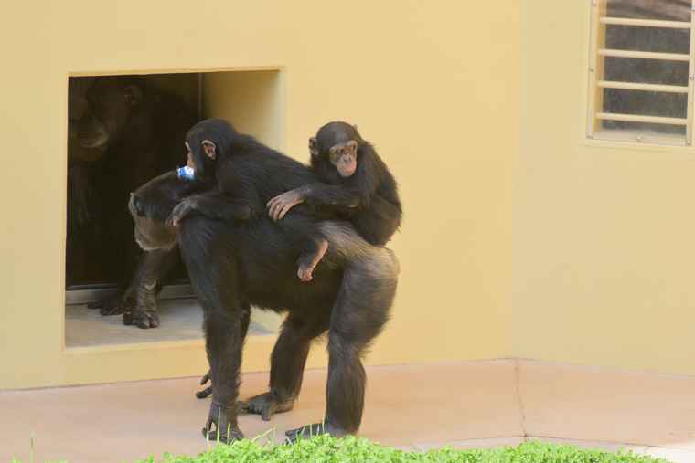 名古屋　東山動植物園　チンパンジー