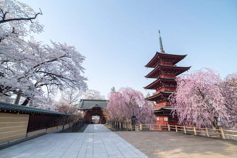 青森県　弘前市　最勝院の五重塔　桜