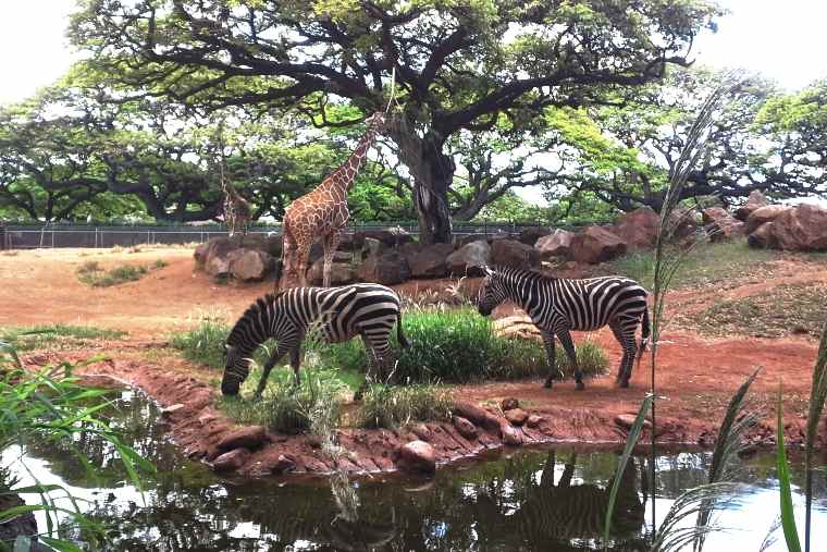 ホノルル動物園のアフリカサバンナコーナー