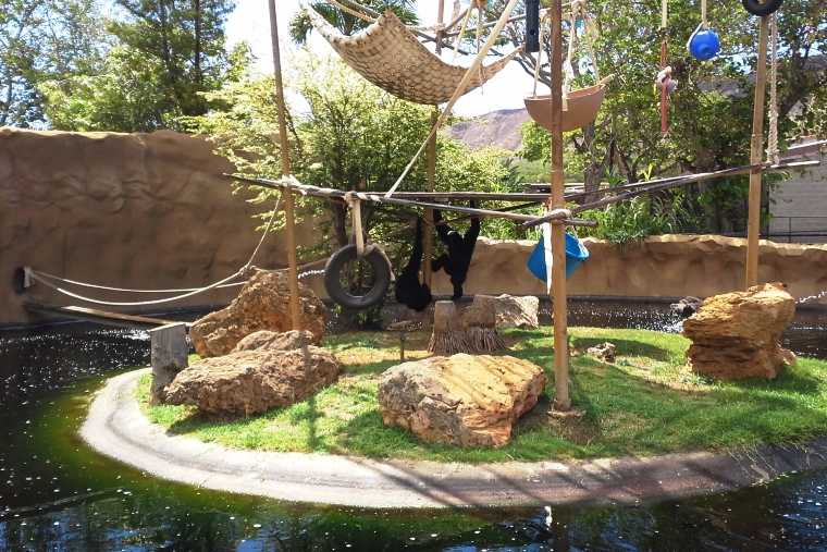 ホノルル動物園のオランウータン