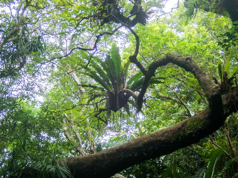 西表島　トレッキング体験　別の木に根付くリュウビンタイ