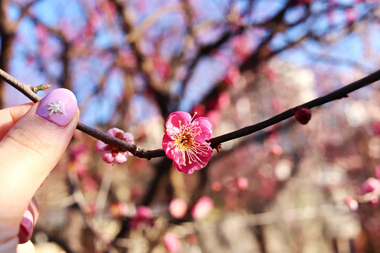 亀戸天神社境内に咲く梅