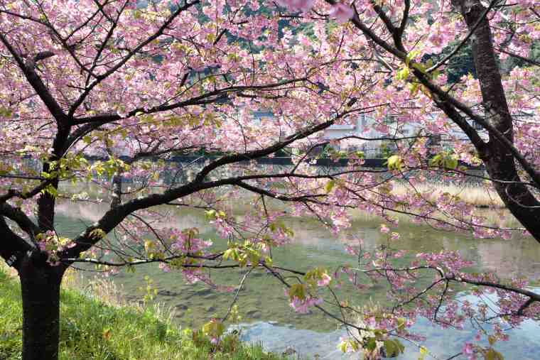 河津川沿いに咲く河津桜