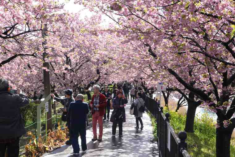 大勢の観光客が訪れる河津桜まつり