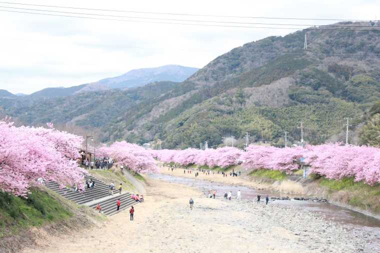 河津川の河原から見る土手の桜もおすすめ