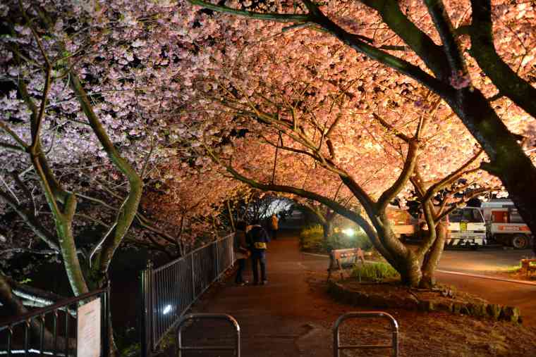 踊り子温泉会館付近の桜のトンネル