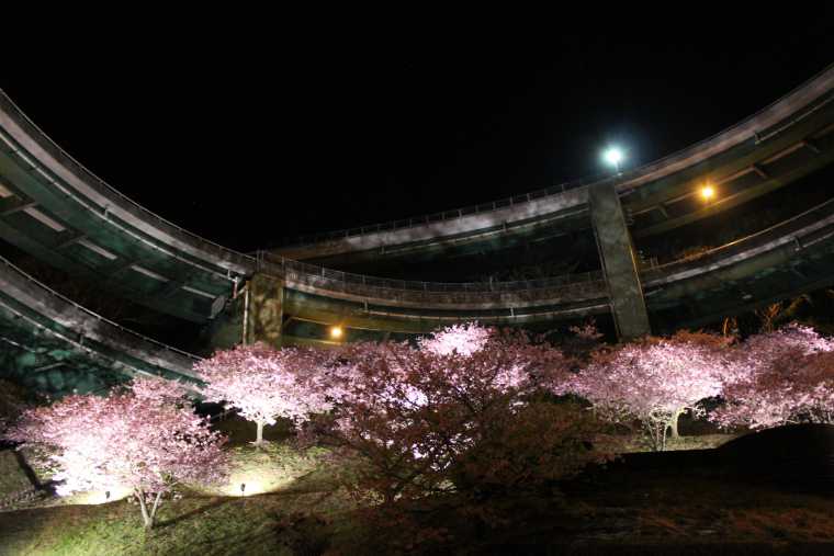 河津七滝ループ橋の桜並木