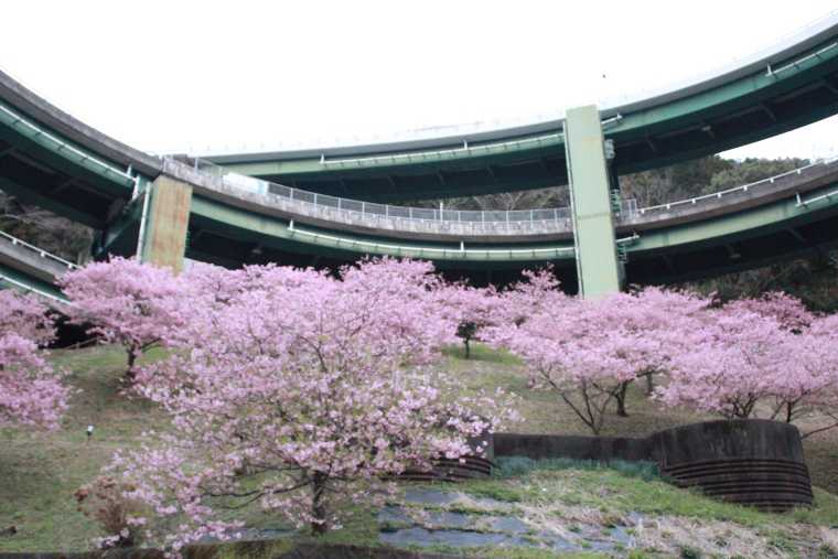 河津七滝ループ橋と桜