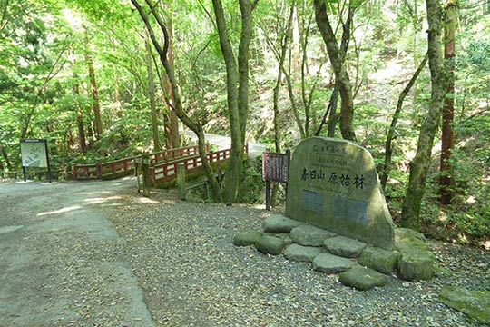 世界遺産の一部「春日山原始林」 写真出典／今日の奈良公園