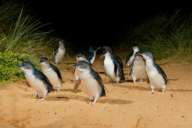 ペンギンパレード 