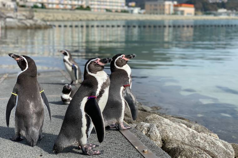 海へ向かうフンボルトペンギンたち