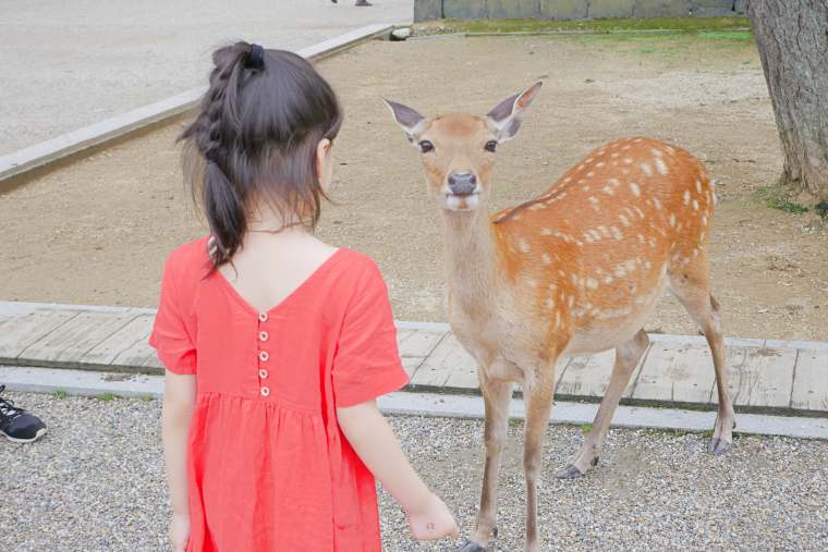 群れ遊んでいる奈良公園の鹿たち
