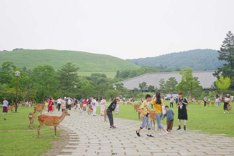 敷地には緑が広がる奈良公園