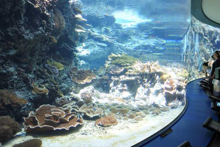 沖縄美ら海水族館 サンゴ礁への旅