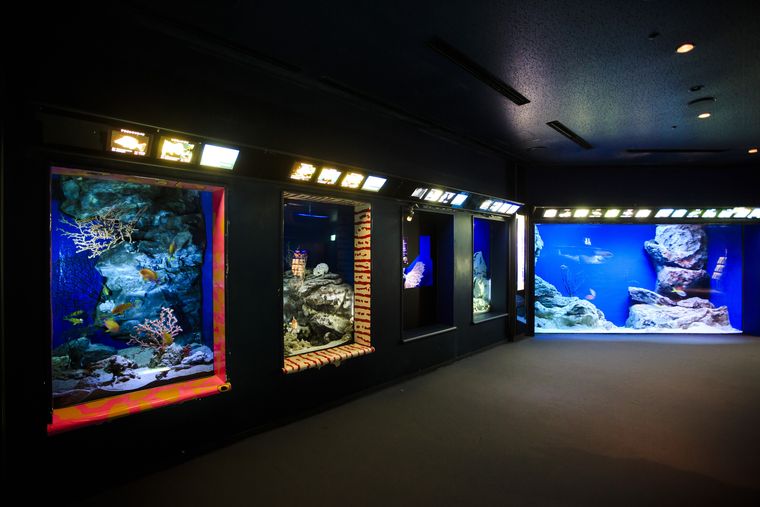 沖縄美ら海水族館 黒潮の海
