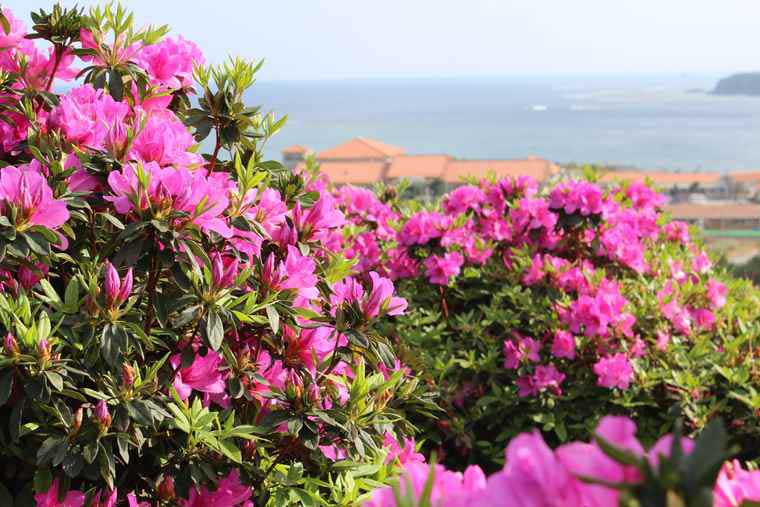 沖縄避粉旅行のすすめ　花祭り
