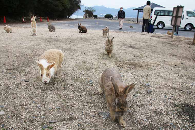 久野 島 キャンプ 大 【広島県】休暇村大久野島キャンプ場レポ、広すぎるサイトで絶景見ながらウサギと遊べる。ただそれだけで十分すぎた！