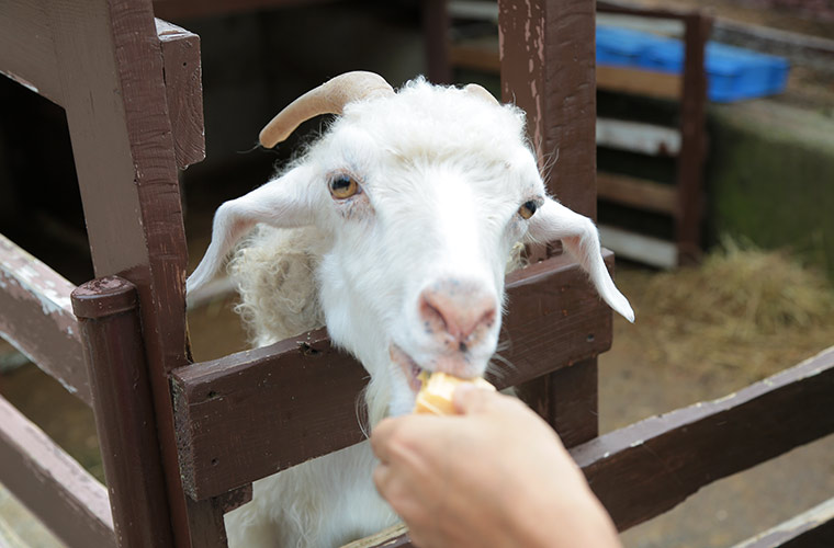 六甲山牧場でヤギの餌やり体験
