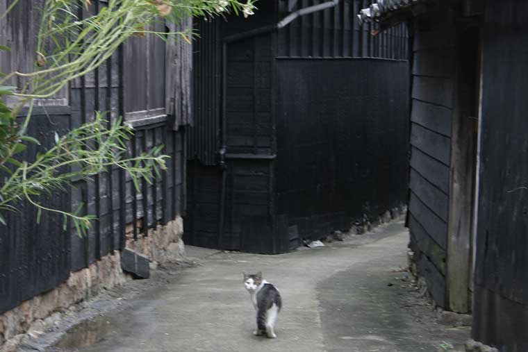 佐久島　ねことじいちゃんに登場した猫