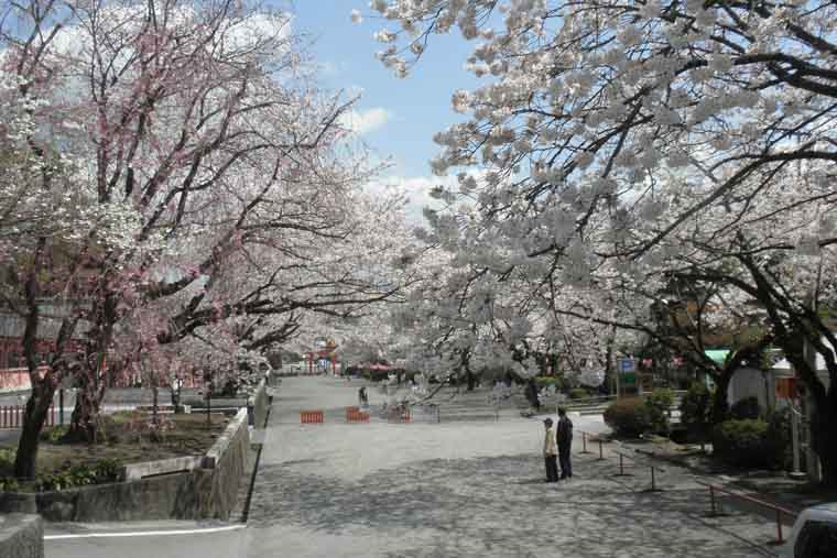 桜の馬場