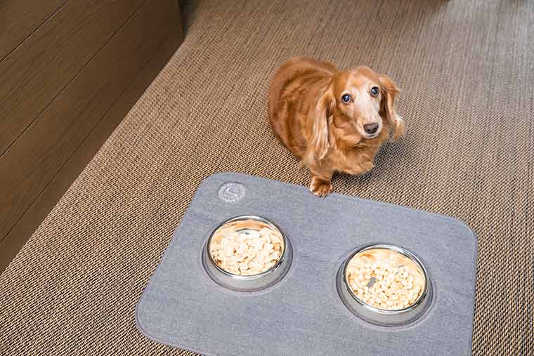 ペットとの旅行に 愛犬と一緒にシェラトン グランデ トーキョーベイ ホテルへ行こう 楽天トラベル