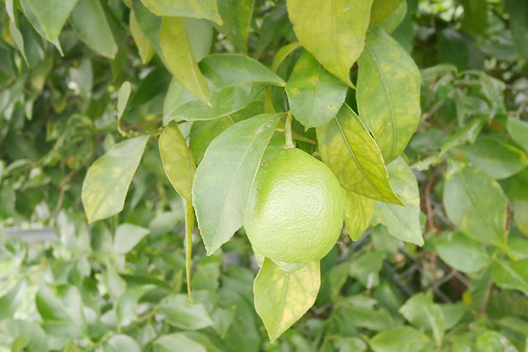 レモン谷のレモン