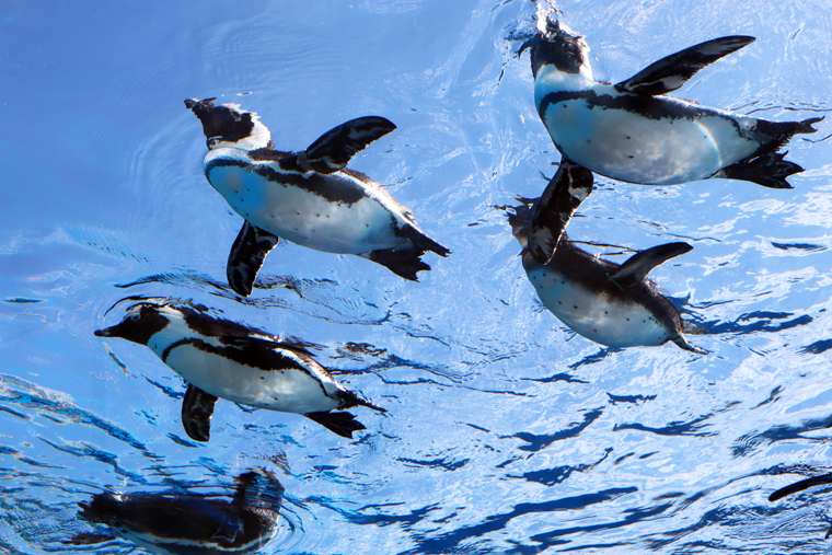 サンシャイン水族館 天空の旅 「天空のペンギン」水槽
