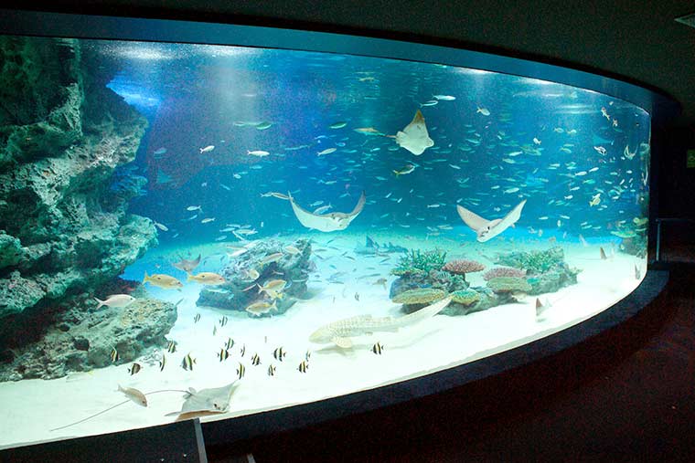 サンシャイン水族館 大海の旅 「サンシャインラグーン」