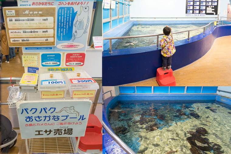 竹島水族館　パクパクお魚プール